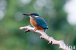 IJsvogel (Alcedo atthis)