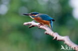 Kingfisher (Alcedo atthis)