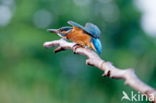 Kingfisher (Alcedo atthis)