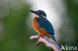 IJsvogel (Alcedo atthis)