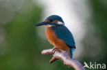 IJsvogel (Alcedo atthis)