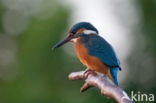 IJsvogel (Alcedo atthis)