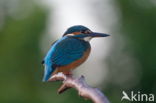 IJsvogel (Alcedo atthis)