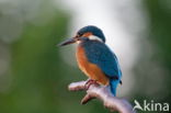 IJsvogel (Alcedo atthis)