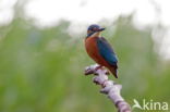 IJsvogel (Alcedo atthis)