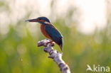 IJsvogel (Alcedo atthis)