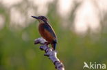 IJsvogel (Alcedo atthis)