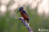 IJsvogel (Alcedo atthis)