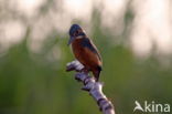 IJsvogel (Alcedo atthis)