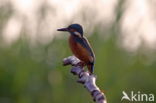 IJsvogel (Alcedo atthis)