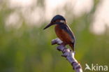 IJsvogel (Alcedo atthis)