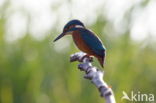 IJsvogel (Alcedo atthis)