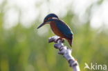 IJsvogel (Alcedo atthis)