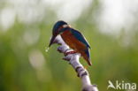 IJsvogel (Alcedo atthis)