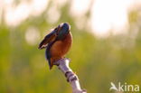 IJsvogel (Alcedo atthis)