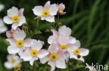 Japanese Anemone (Anemone japonica)