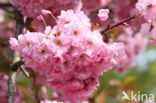 Japanese Cherry (Prunus serrulata)