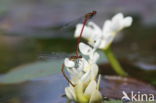 Kaapse Waterlelie (Aponogeton distachyos)