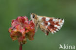 Red Underwing Skipper (Spialia sertorius)