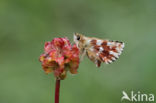 Red Underwing Skipper (Spialia sertorius)