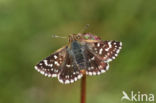 Red Underwing Skipper (Spialia sertorius)