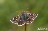 Red Underwing Skipper (Spialia sertorius)