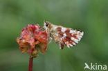 Red Underwing Skipper (Spialia sertorius)