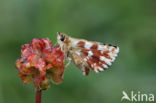 Red Underwing Skipper (Spialia sertorius)