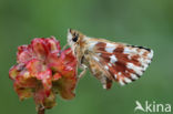 Red Underwing Skipper (Spialia sertorius)