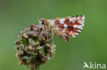 Kalkgraslanddikkopje (Spialia sertorius)