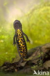 Kamsalamander (Triturus cristatus)