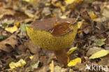 Bay Bolete (Boletus badius)