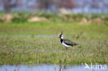Lapwing (Vanellus vanellus)