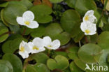 Frogbit (Hydrocharis morsus-ranae)