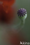 Poppy (Papaver spec.)