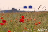 Klaproos (Papaver spec.)