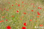 Klaproos (Papaver spec.)