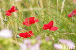 Klaproos (Papaver spec.)