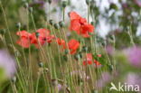 Klaproos (Papaver spec.)