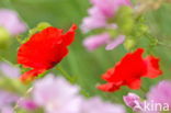 Poppy (Papaver spec.)