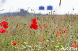 Klaproos (Papaver spec.)