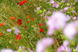 Klaproos (Papaver spec.)