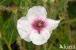 Klaproos (Papaver spec.)