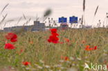 Klaproos (Papaver spec.)