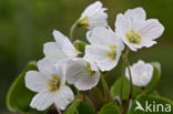 Klaverzuring (Oxalis spec.)