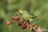 Kleine groene sabelsprinkhaan (Tettigonia cantans)