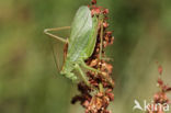 Kleine groene sabelsprinkhaan (Tettigonia cantans)