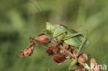 Kleine groene sabelsprinkhaan (Tettigonia cantans)