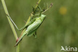 Kleine groene sabelsprinkhaan (Tettigonia cantans)