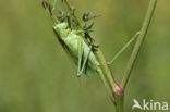Kleine groene sabelsprinkhaan (Tettigonia cantans)